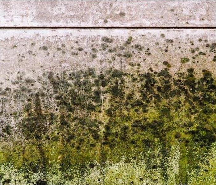 Mold infested wall